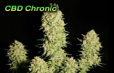 CBD-Chronic-10
