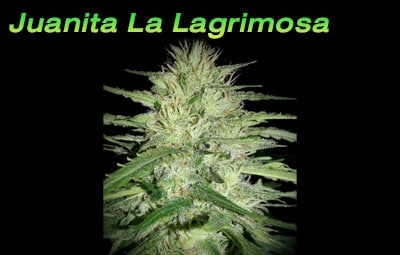 Juanita-La-Lagrimosa